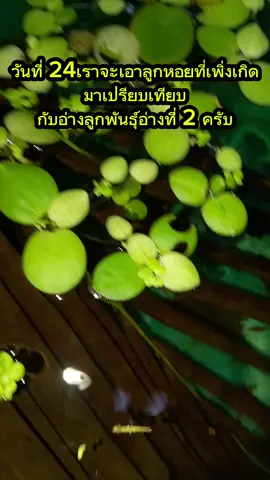 วันที่24เราจะเอาลูกหอยที่เพิ่งเกิดมาเปรียบเทียบกับอ่างลูกพันธุ์อ่างที่ 2ครับ#สวนเกษตรนานาพันธุ์ 