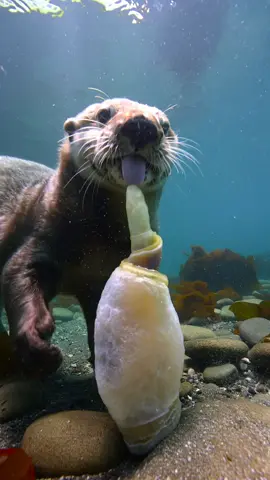 #ai #asmr #asmrsounds #asmrvideo #abalone #asmrtiktoks #aiasmr #nature #satisfying #geoduck 