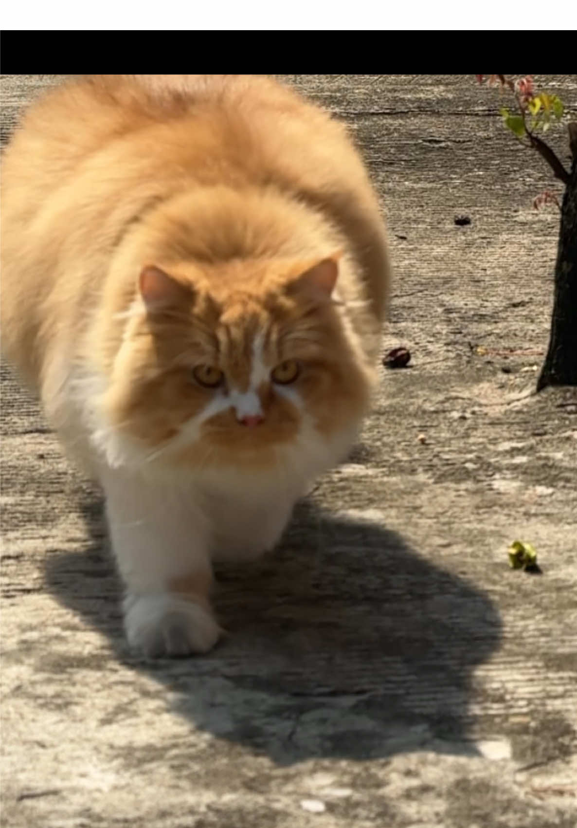 Iklan shampo ☺️ #kucingtiktok #kucinggemoy #kucingbululebat #kucingoutdoor #kucingoyenlagimain 