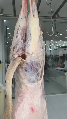 #حاشي_معاذ #ذبائح_ابومعاذ #ملحمة_حاشي_معاذ #ملحمه_معاذ #خميس_مشيط_أبها 