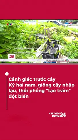 Sự thật phía sau Kỳ hải nam, giống cây nhập lậu được thổi phồng “tạo trầm hương từ bé” #chuyendong24h #vtvdigital #news 