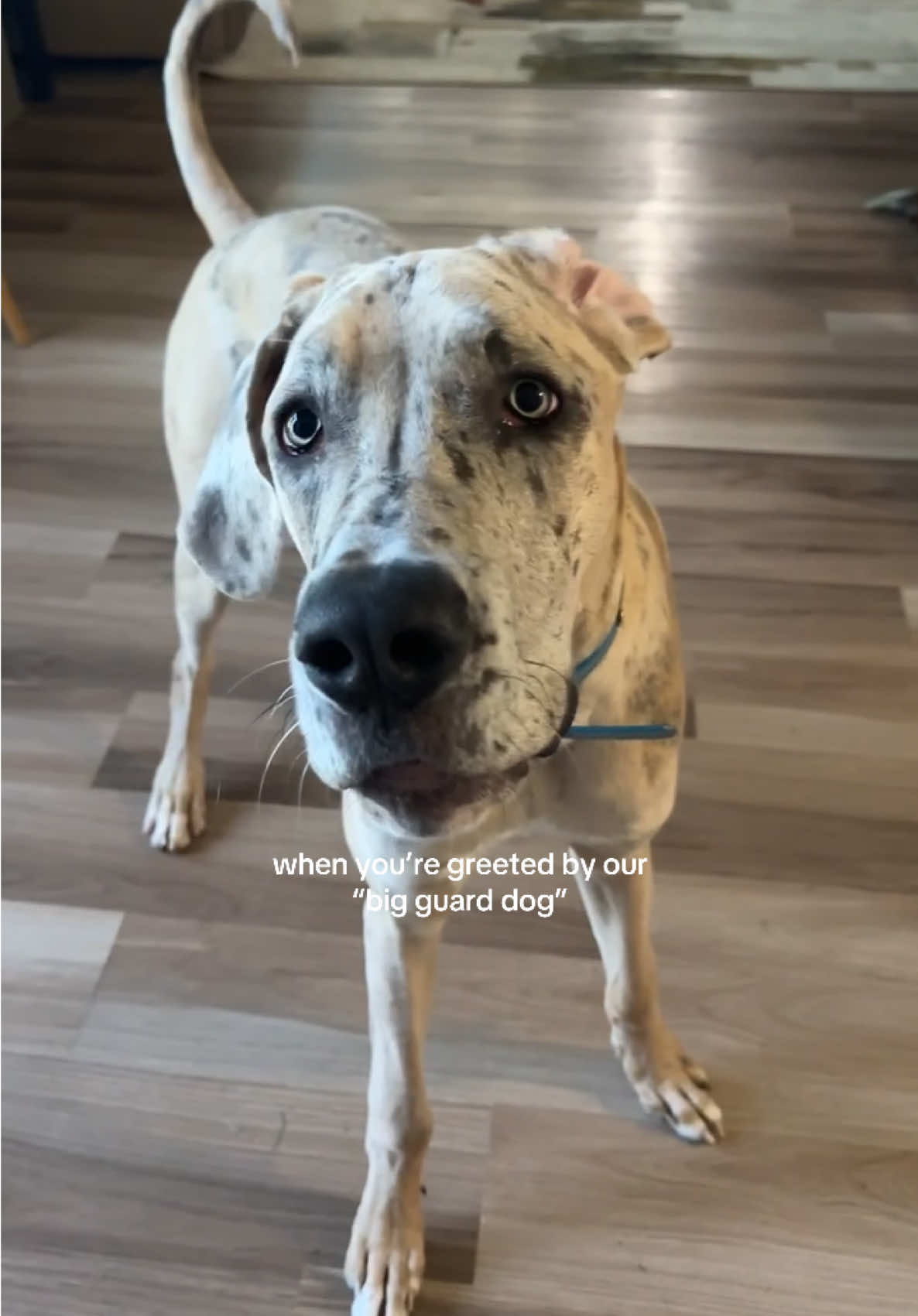 He’ll show you around  #dogsoftiktok #bigdog #sabrinacarpenter #housetour 