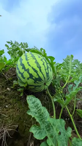 Cảm giác nó tươi mát nó đã gì đâuu😌#vườn_nhà_em #hoaqua #hoaquasach #viralvideo 