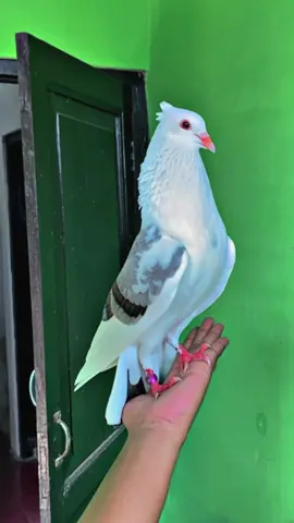 Absen absen sodara 😁 #merpatikolong  #merpatilovers  #merpati 