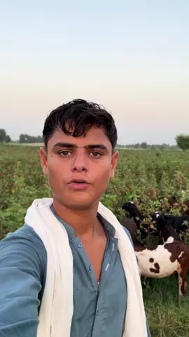 Faisal kamboh to dangra now phaty pa ky mashoor Hoya#please 10k followers#account#grow#inshallah#foryou