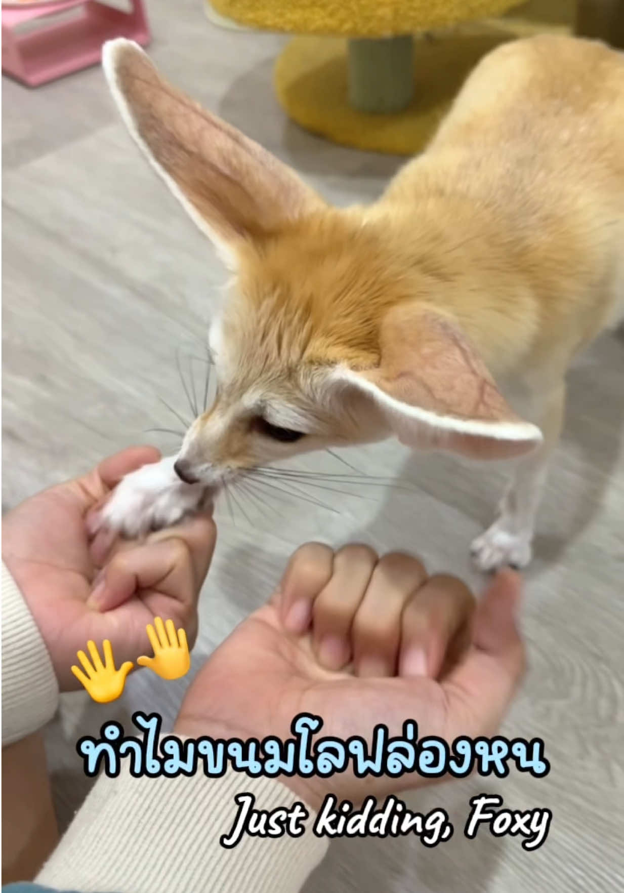 หลอกกันได้นะมนุด งอลละไปดีฟ่าา 🦊😤 🖐️🤚 #โลฟโลฟจิ้งจอกจิ๋ว #fennecfox #เฟนเน็คฟ็อกซ์ #exoticpets #fox 