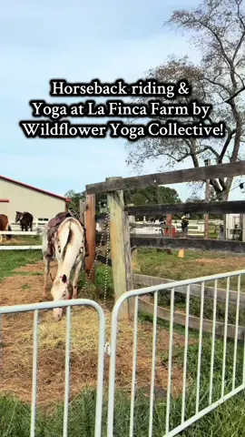 Grateful. Blessed. Inspired. My sister and I had the opportunity to go to the cutest place called @La Finca NJ for horseback riding followed by a nice yoga sesh by Wildflower Yoga Collective! I haven’t ridden a horse in more than a decade so I was a little nervous to hop back on. I’m so glad I did!!! the weather was perfection, my horse was cooperative and calming and the trail we went on was just what I needed.  We all enjoyed homemade lunch afterwards and got to chat about upcoming retreats and events. Very exciting things happening!  Thank you to La Finca Farm & Wildflower Yoga Collective for hosting such a magical day! My sister and I enjoyed the day and spending some quality sister time together!!  If you want to attend one of these, please visit WYC page and register! You will not regret it! ✨💛🧘🏻‍♀️ #yoga #horsebackriding #fyp #fall #yogaflow 