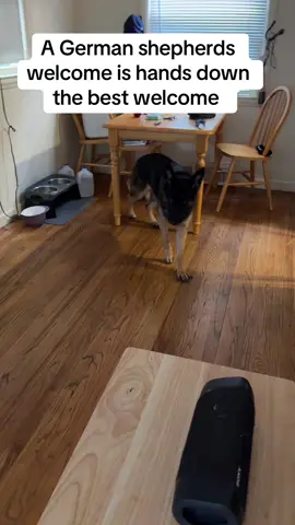 #germanshepherd #gsd #bestwelcomehome 