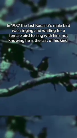 This is perhaps the saddest song ever. In 1987, the last male kauai o´o bird desperatly awaited a response from a female that would never come.  In less than 50 years, global wildlife populations have fallen by an average of 69%, according to WWF and ZSL’s Living Planet Report, which tracked over 32,000 populations of 5,000+ species from 1970 to 2018. The steepest losses occurred in Latin America and the Caribbean (–94%), driven largely by Amazon deforestation. Africa saw a 66% decline, Asia and the Pacific 55%, and Europe/Central Asia 18%. Scientists warn this trend signals a sixth mass extinction, fuelled by habitat destruction, agricultural expansion, pollution, and climate change. The decline is not inevitable. Evidence shows that protecting habitats, restoring ecosystems, and reducing human pressures can allow populations to recover. But reversing these losses requires systemic changes in how we use land and resources. #climatechange #extinct #birdwatching 