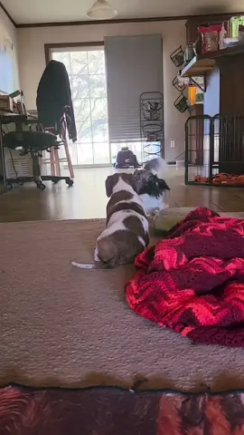 Izzy aggressively aggravating Periwinkle 🙄 😒 😑 😤 😐 #ilovemydachshund #comebacksloppyjoe #dachshundsrule #mydogdoesthisthing 