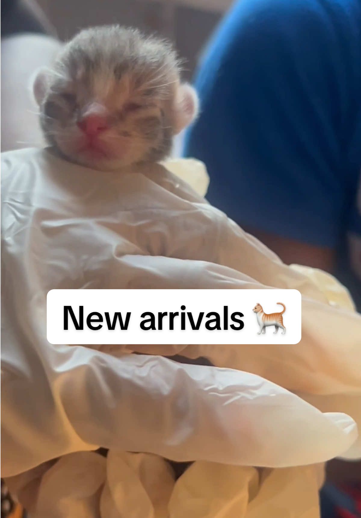 And to be very clear I was ready to walk out my house until manman brung me a kitten with his bare hands and I swore he was bringing  me a mouse because they are all grey and very little. I ran back in my room soooo mf fast and had to catch him repeating in excitement “the car had her babies, the cat had her babies” ughh  #fyp #fypシ #fypシ゚viral #foryoupage #philly #motherhood #boymom #girlmom #catmom #cat #kittens #kiddos #morelife #mom #viral #trending #exploremore #explorepage 