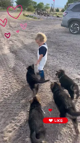 puppies and grandbabies! God is good! #pureheartgermanshepherds #pureheartgsd #gsd #germanshepherds #gsdfamily 