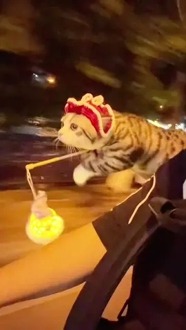 Rước đèn  #pheobinmacca #fyp #catsoftiktok 