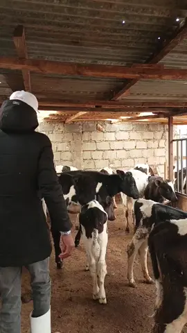 Calves heifers available from 4 months and#kerichofarmers  above#tanzaniafarmers#farmers  #kerichofarmers#bomettiktokers 