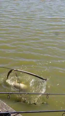 Alege nada care ți se potrivește! #agroland #Pescuit #nade