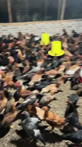 #bsseinfarm #peternakpemula #ternakayamkampung #peternak #fyp 