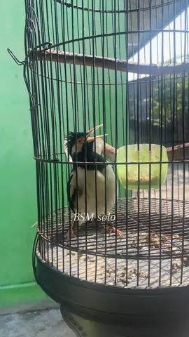 jalak suren....😁#kicaumania #kicaumaniaindonesia #kicaumanianusantara #masteran #muraibatu 