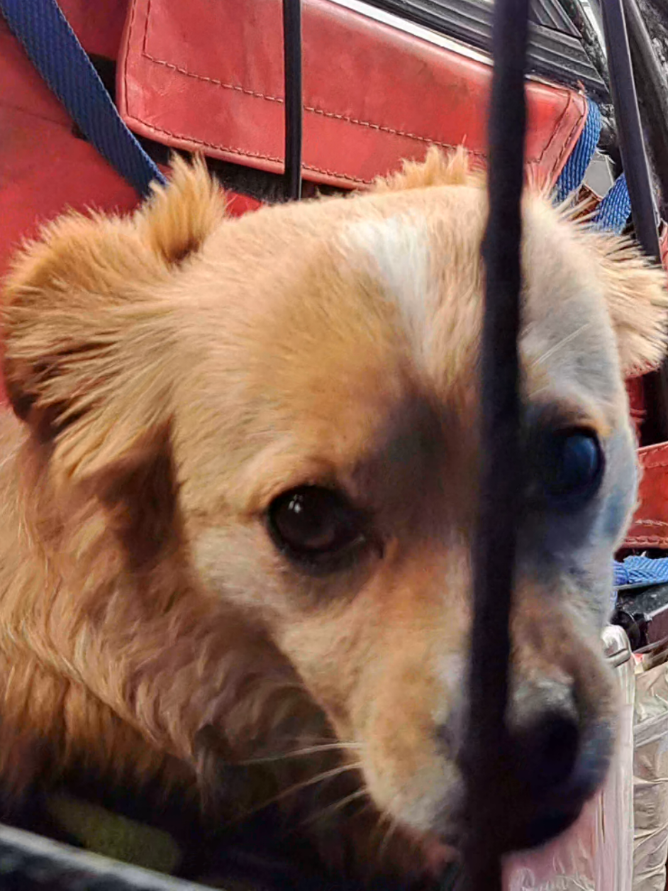 🐾 Este anciano sale a trabajar a diario con su #perrito #dog #mascota #petlover #viraltiktok 