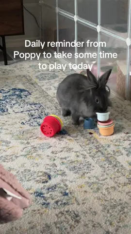 She’s a big fan of the stacking cups. But only when there’s craisins in them. #bunnytok #rabbitsoftiktok #PetsOfTikTok #dailyreminder 