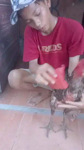 kusus peremuk tengkorak kepala #pamangon #ayampama