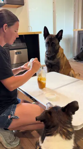 Whiskeys Fall Pancakes #dogmom #dogtreat #belgianmalinois #doglover #doghelp 