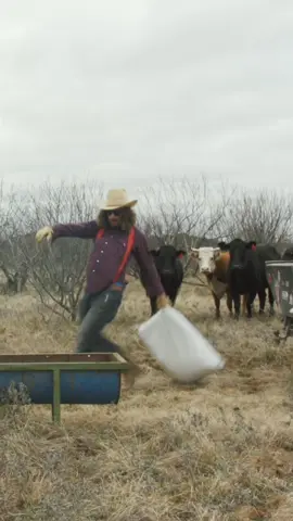 Every old man feeding cows