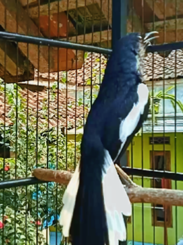 pancinagn kacer agar emosi. #kacermaniaindonesia #pancingankacerbiaremosi #pancingankacerisianmewah #burungkacer #fyppppppppppppppppppppppp 