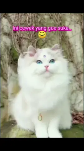 sekedar bercanda besti  #kucing #imutcantik #gemesin🥰 #hewanpeliharaan #hiburan 