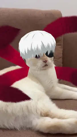 Hanoi Ghoul #cat #meow #catsoftiktok #tokyoghoul #fyp 