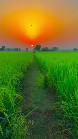 #🍂میرا-سونا_ پنڈ_لنگے-ضلع -سیالکوٹ🌅🍃🌾❤️#shabanhaider1000✅🌱 #foryoupage #unfrezzmyaccount 