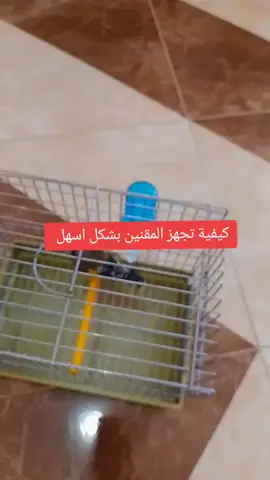 #فن_تربية_الكناري_والحسون #شعب_الصيني_ماله_حل😂😂 #مقنين_سوق_اهراسي #مقنين 