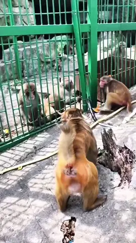 Mother Monkeys Trying to Rescue her Baby #animals #animalsoftiktok #animalsworld #monkey #fyp 