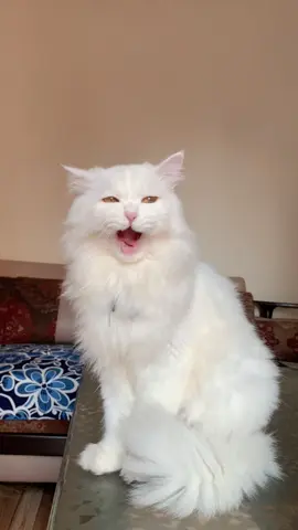 #oreology #zeuslogy #bellalogy 