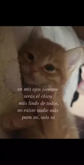 eres precioso mi amor 💗 #paratiiiiiiiiiiiiiiiiiiiiiiiiiiiiiii #gatitos #Love #n 