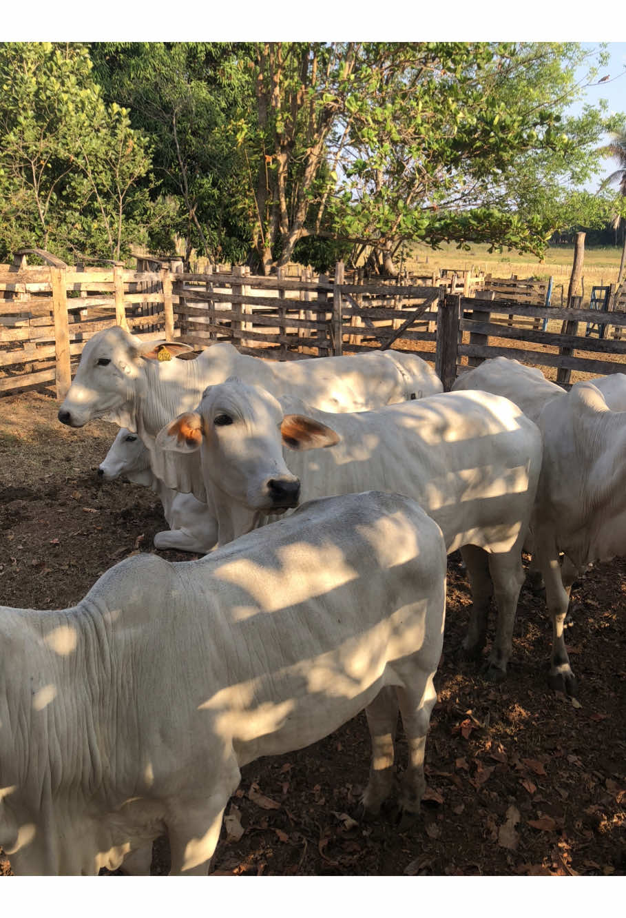 #pecuariabrasil🇧🇷🐂🐂🐂🐂 #oagronaopara🌱🚜💨🙏🇧🇷 #foryoupage #viral #sucesso 