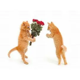 meo meo #meo #meo #meo #meo #meo 