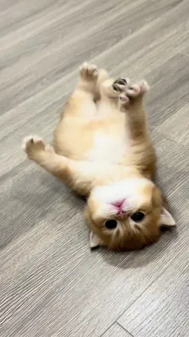 Em đi cảnhhhhh đây…😅#cat #meodethuong #MèoTênMỡ #meogolden #meocam 