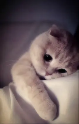 #؟ #foryou #viralvideo #Fyppppppppppppppppp #4u 