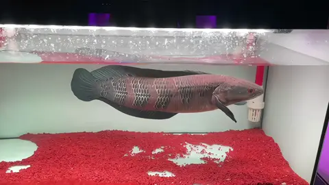 Đen đen nhìn cũng…cũng ngầu🤦‍♀️🤣#lócredbarito #lócvẩyrồng #lóckiểng #lóccảnh 