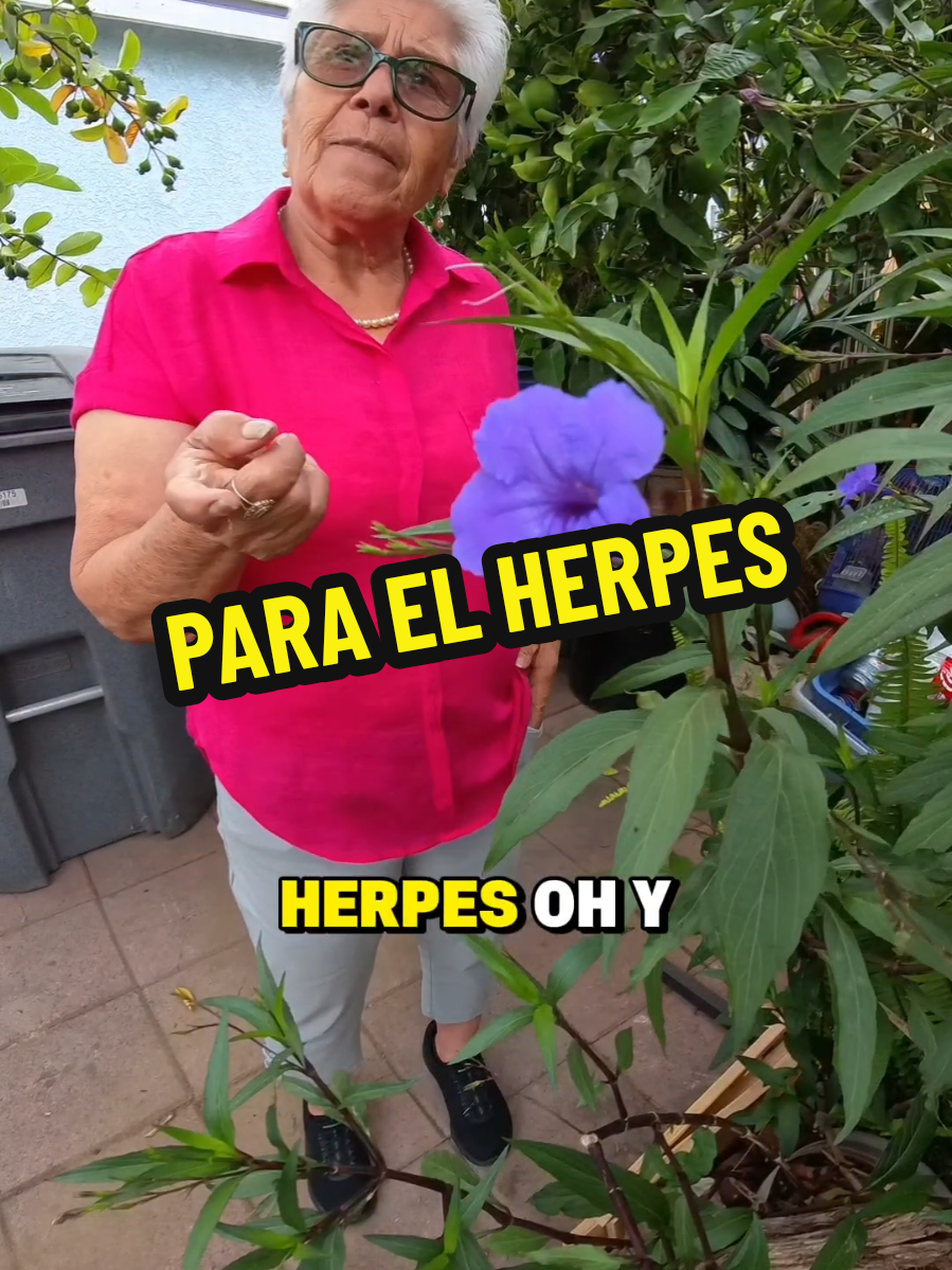 Hoy estoy platicando con mi mamá Doña Salomé 🌿✨, y como siempre, ella nos comparte la sabiduría de las plantas que nuestros abuelos usaban para sanar. En México, cada pueblo tiene su propia manera de nombrar las hierbas. La misma planta puede tener tres o cuatro nombres distintos. Un ejemplo es la Flor de San Pedro 🌸 — que en algunas partes también se conoce como Sauco Morado. Aunque no es el mismo “sauco” (elder), las abuelas la han usado por generaciones por su poder sanador. Tradicionalmente, esta planta se ha usado para: 🌼 Lavar y calmar irritaciones de la piel 🌼 Ayudar con brotes de herpes en la piel 🌼 Como antiinflamatorio suave 🌼 Para apoyar la salud urinaria y de los riñones (en té en algunas regiones) Así es como mantenemos viva la medicina de nuestros abuelos: recordando, compartiendo y respetando la sabiduría que nos dejaron. 📍 Aztlan Herbal Remedies 21720 S Vermont Ave Suite 111, Torrance, CA 📞 424-228-8646 🌐 www.aztlanherbalremedies.com #flordesanpedro #saucomorado #sabiduriaancestral #curanderismo #plantasmedicinales 