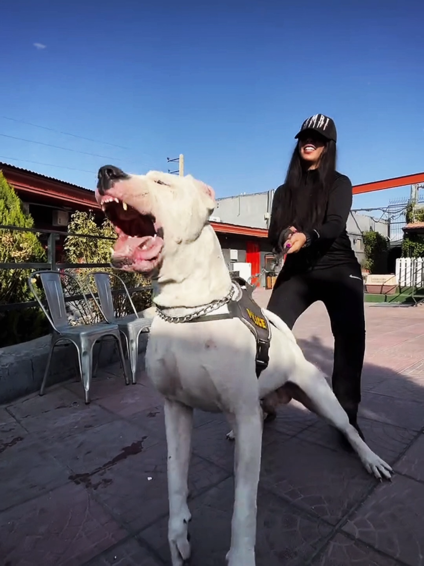 Who would dare to approach the girl?#dogoargentinopower #dogoargentino🔥 #dogoargentino #dogo 