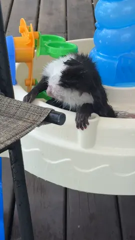 #happymonkey #cleanmonkey