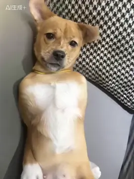 Động vật đáng yêu #dog #puppy #dogdance  #pet #funnyvideos 