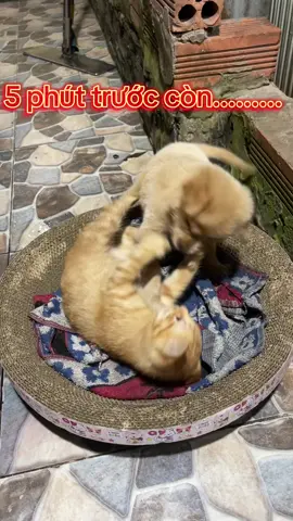 Kiếp nạng giữa chó với mèo. Quánh nhau tối ngày  #meoquaytoiday🐱❤️  #chomeodethuong  #chomeohaihuoc  #chomeodethuong🌈 ⚡⚡⚡⚡  #xuhuongtiktok 