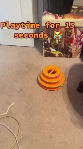 Watch your cat go wild with this thrilling three tier track Toy! This tower is more than just an interactive toy, it’s an experience! It encourages natural instincts and active play while keeping your cat entertained! This is a must have for any cat lover seeking to enhance their pets wellbeing! Bring joy to your cats playtime today! #petproducts #cattoys #catowners #cattiktok #catplaying 