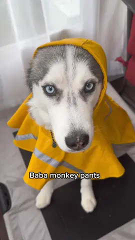 My husky said after the rain comes the rainbow! Have a wonderful day everyone 🩵 #husky #talkingdog #goodboy #funnydogvideos #dogsoftiktok