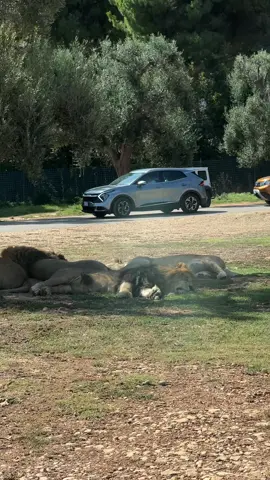 we don't have this at home 🦁  #zoosafari #traveltok #fasano #relatable #foru 