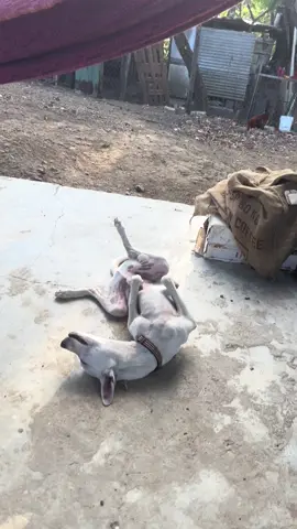 Muy pegriloso #fypシ゚viral🖤tiktok #viral 