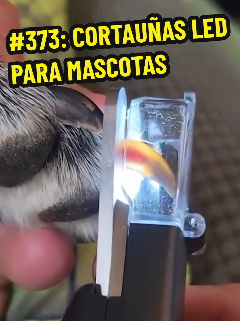 #373: ¡CORTAUÑAS LED PARA MASCOTAS! 👉 https://s.click.aliexpress.com/e/_c3FB1Yeb