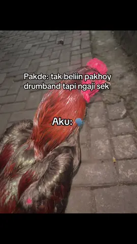 Otwww pakde #ayamkalangan #pakhoy #ayampakhoy #dumband
